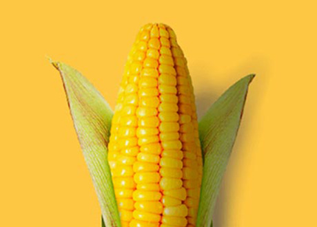 corn on the cob